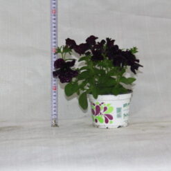 Alternative view of פטוניה